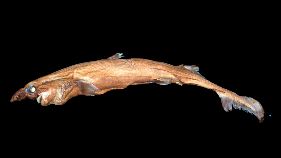 Hallan una nueva especie de tiburón linterna habita en las profundidades de Hawái