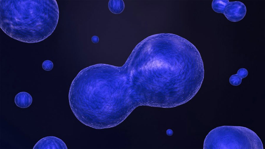 Investigadores revelan cómo las células humanas mantienen el número correcto de cromosomas