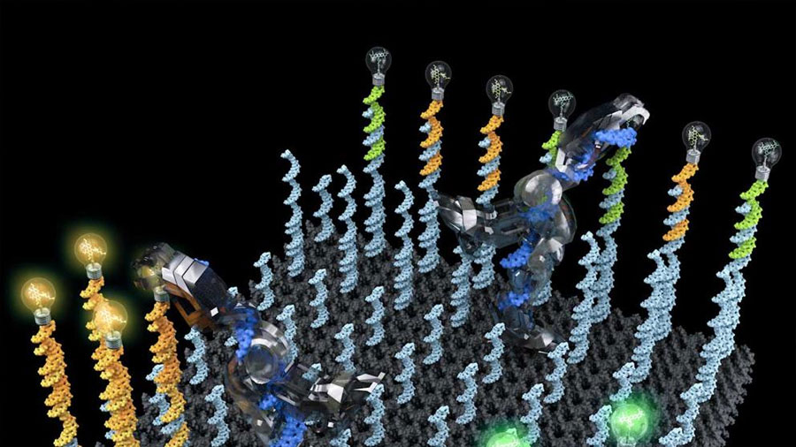 Un robot de ADN ordena moléculas ‘pasito a pasito’