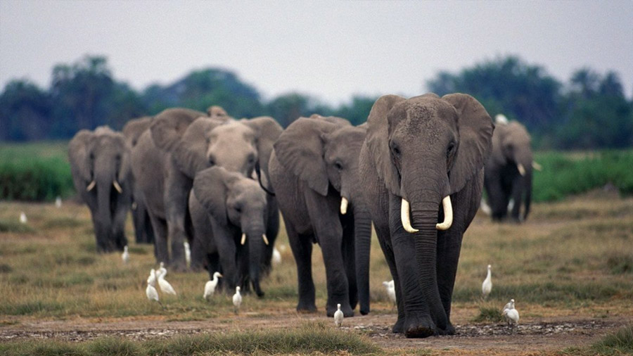 Los elefantes se vuelven noctámbulos para escapar a los cazadores furtivos