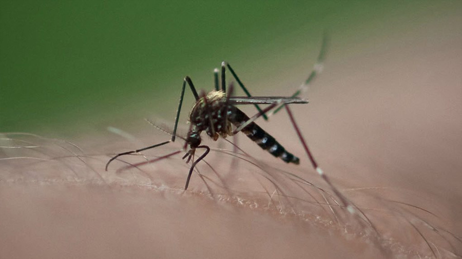 Genetistas eliminarán la capacidad adaptativa que tienen los mosquitos