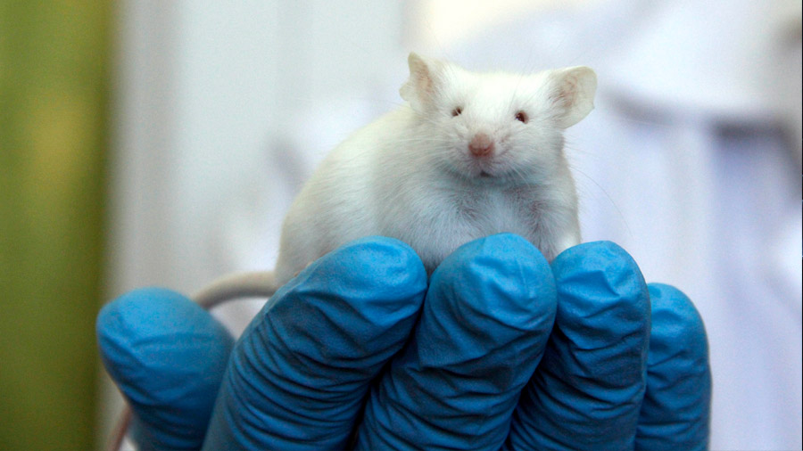 Prueban en ratones moléculas para eliminar VIH