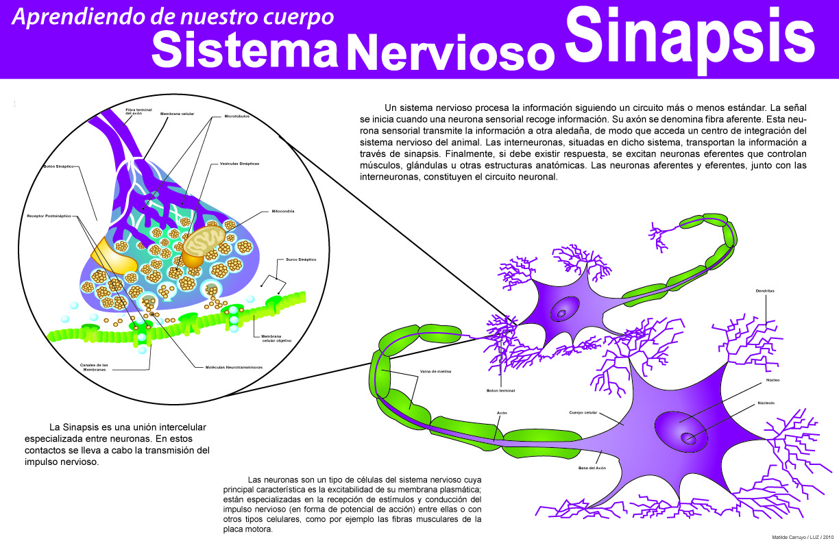 Sistema nervioso sinapsis