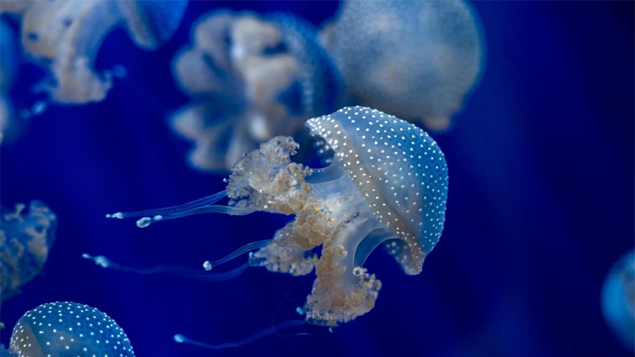 Las medusas comprueban que el sueño es uno de los hábitos más antiguos en los animales