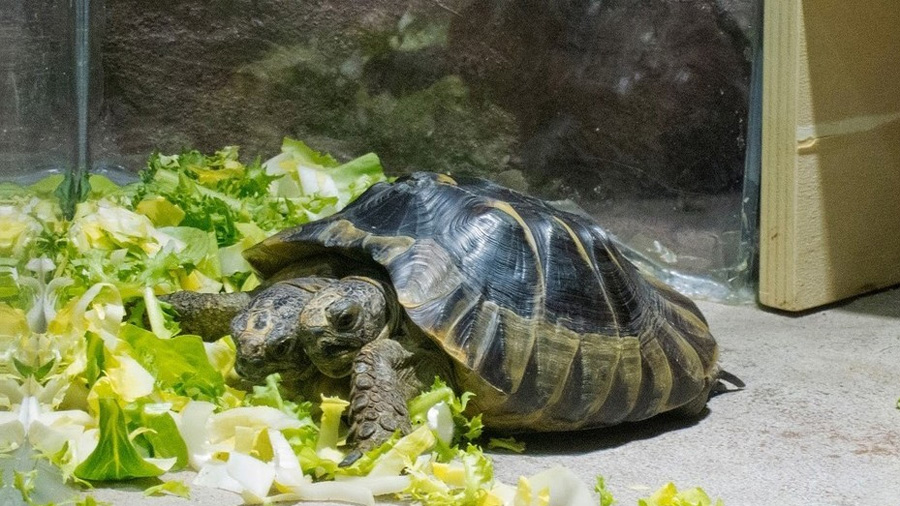 La tortuga de dos cabezas cumple 20 años en Suiza
