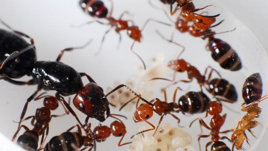 Así conviven hormigas de diversas especies en el mismo territorio