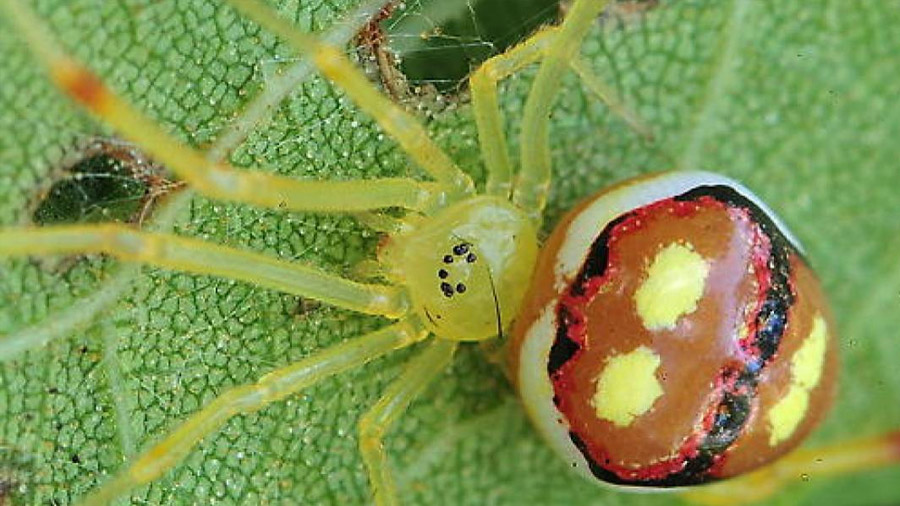 Descubren quince nuevas especies de arañas “sonrientes”