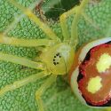 Descubren quince nuevas especies de arañas “sonrientes”