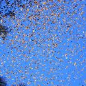 Un radar meteorológico en Estados Unidos se iluminó con una gran nube de mariposas