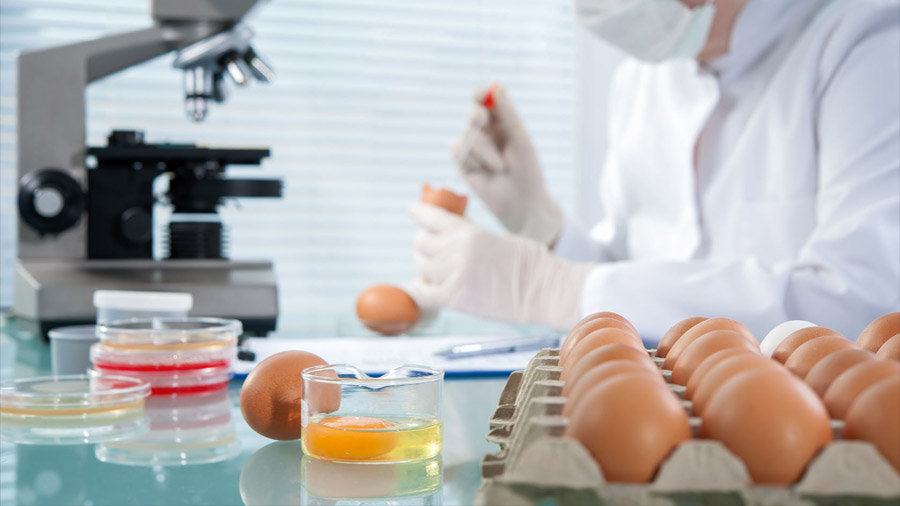 Japón desarrolla medicinas en huevos de gallina