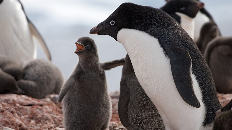 Solo 2 sobrevivientes: la catastrófica muerte de miles de crías de una colonia de pingüinos en la Antártida