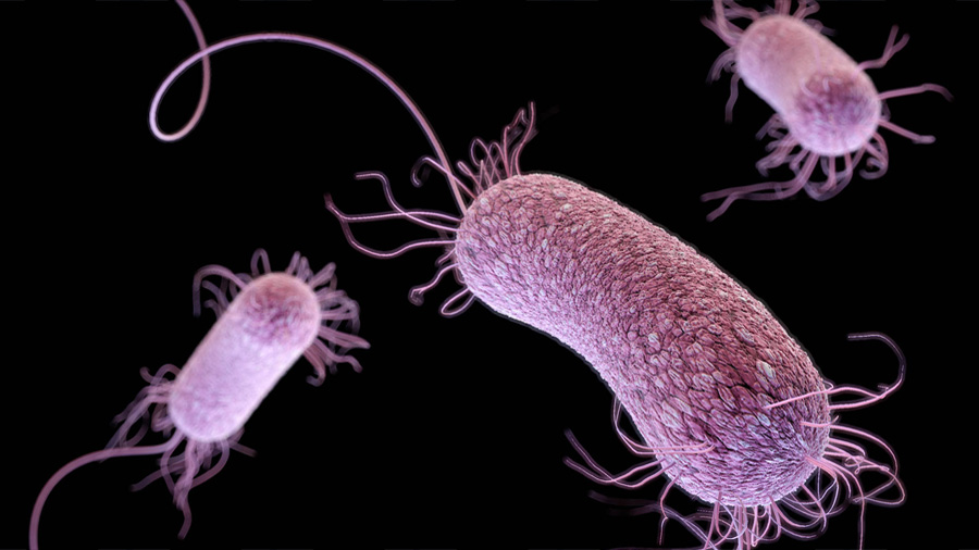 La compleja comunicación en la bacteria