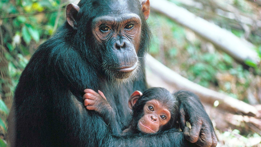 Descubren la terrorífica razón por la qué las hembras de chimpancé desaparecen durante semanas para parir sus crías
