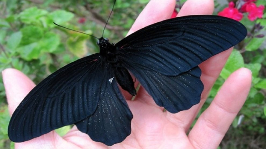 Las alas de la mariposa negra tienen el secreto para mejorar las células solares