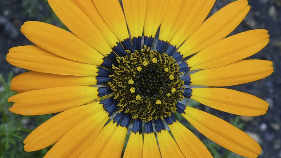 Las flores crean un "halo azul" para atraer a las abejas