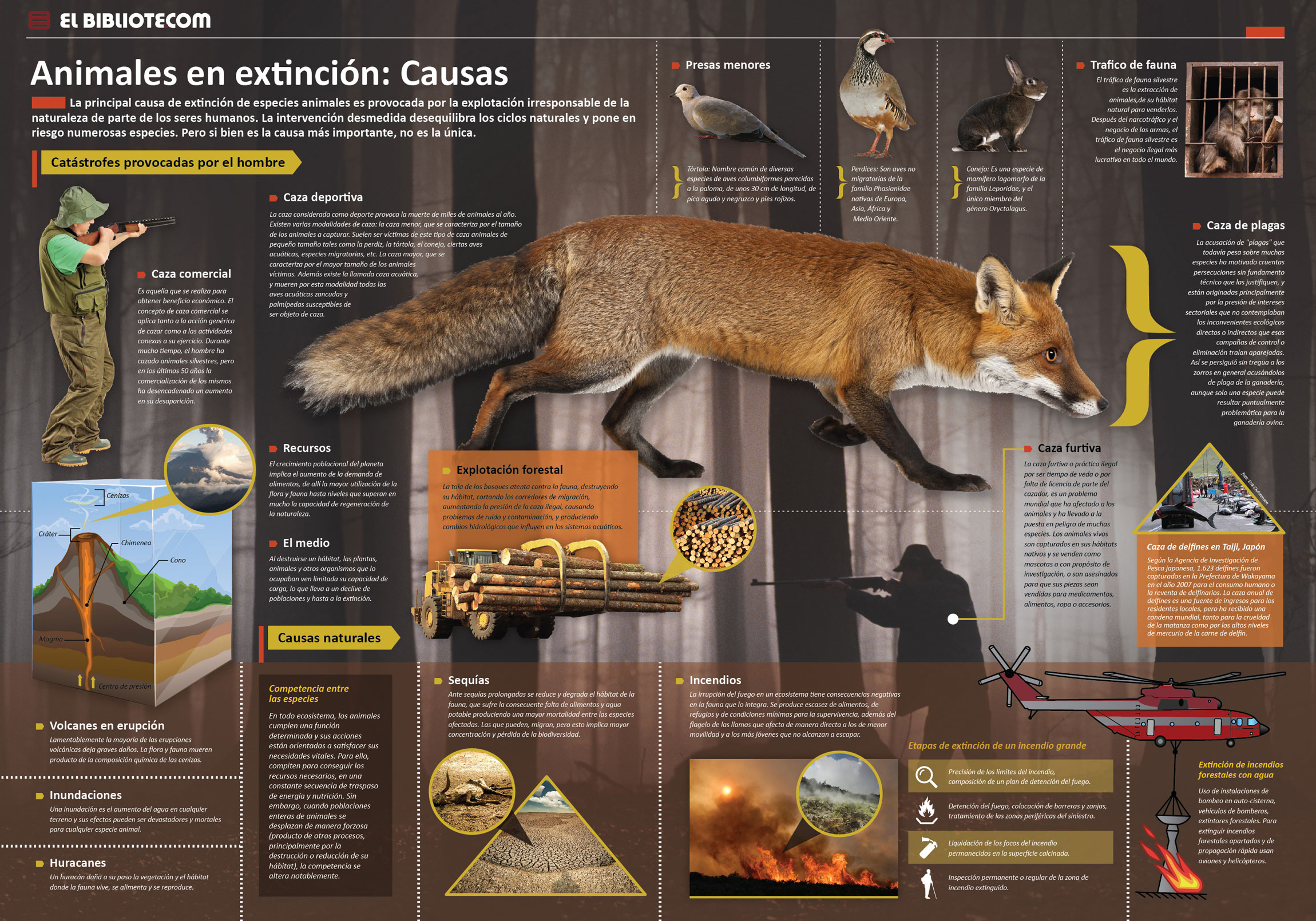 Animales en extinción: Causas