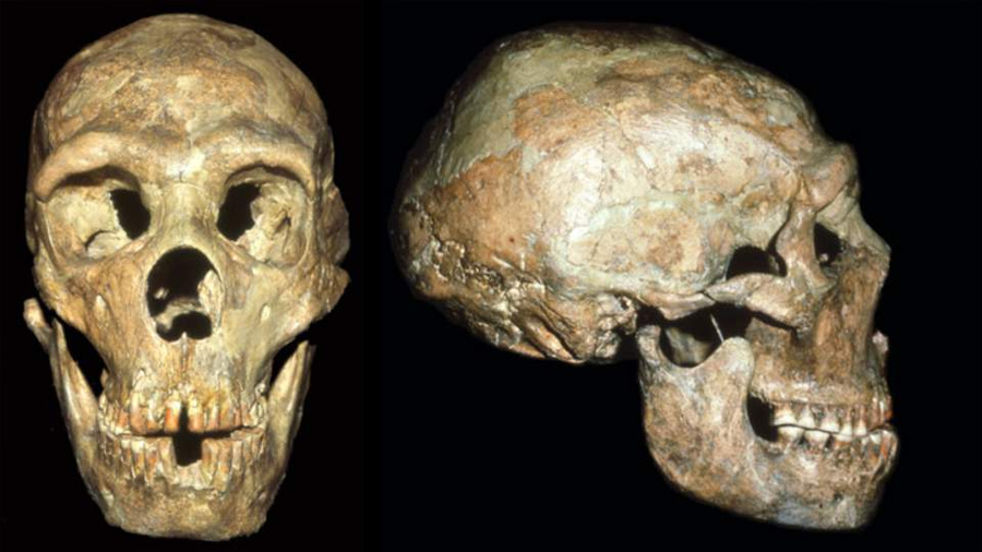 Un neandertal discapacitado recibió cuidados para llegar a la vejez