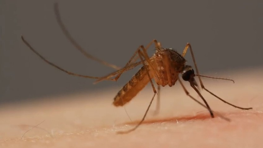 Cámaras a 125.000 fps revelan cómo hacen los mosquitos para huir sin llamar la atención después de acribillarnos