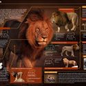 El león