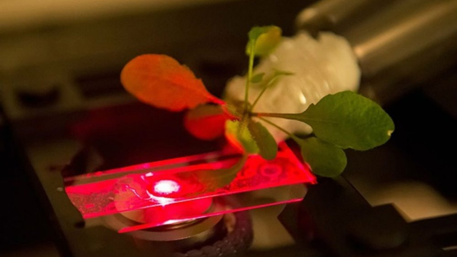 Nanobiónica vegetal, la ciencia de la plantas con superpoderes