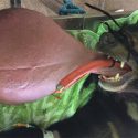 La operación para curar la lengua de 3 kilos del oso Nyan htoo