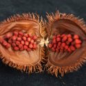 Crea científico mexicano metodología de micropropagación de achiote para que incrementar la producción de bixina