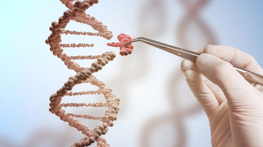 Investigadores descubren nuevas herramientas para reparar mutaciones genéticas