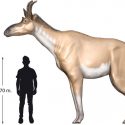 Una nueva especie ayuda a entender la evolución de las jirafas gigantes