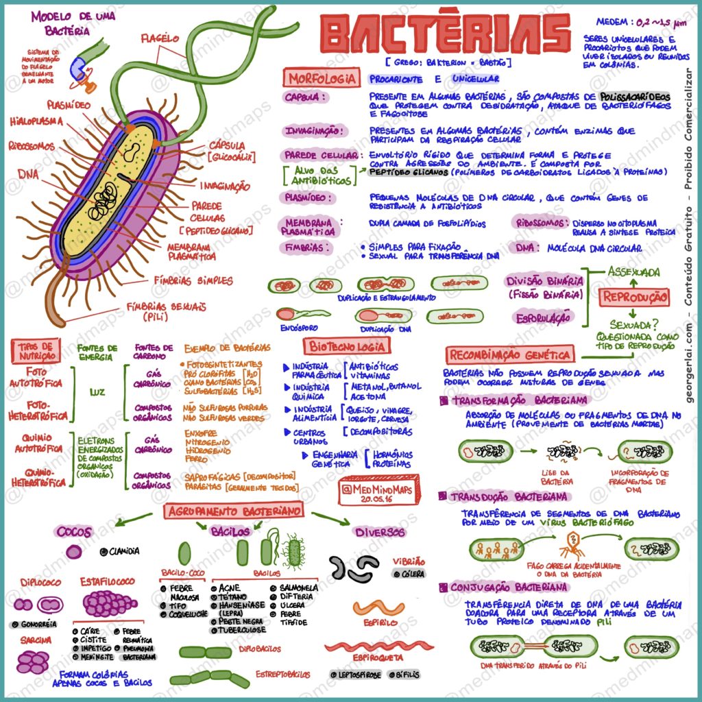 Mapa mental de las bacterias