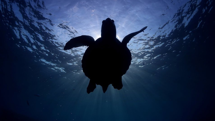 Las tortugas marinas se alejan del peligro de extinción