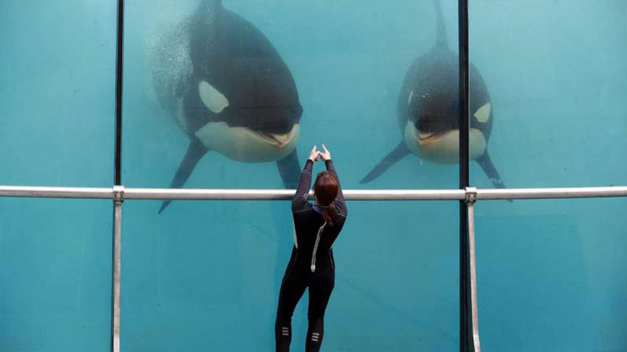 Las orcas de parques turísticos sufren daños en los dientes por su cautiverio