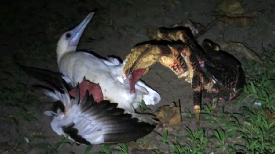 Captan a cangrejo comiendo un ave enorme y científicos descubren algo insólito