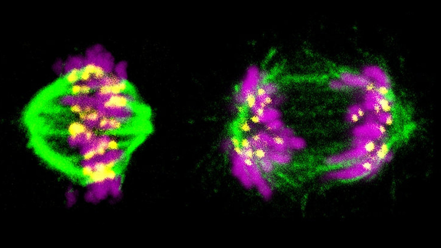 Científicos descubren el 'cronómetro' de la división celular