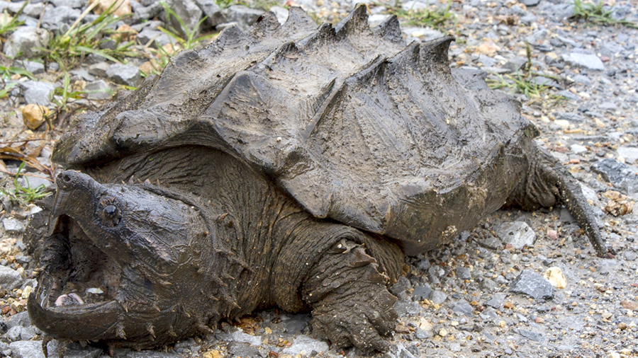 Encuentran la primera tortuga cocodrilo salvaje en más de 30 años