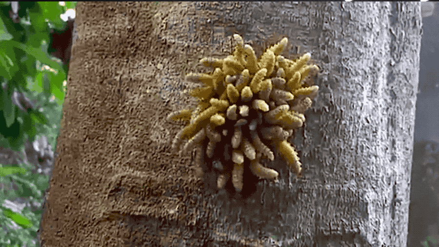 Qué es en realidad el espeluznante organismo pegado a un árbol que aparece en este vídeo viral