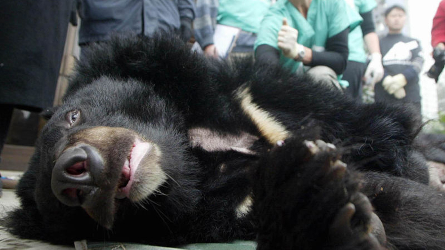 El oscuro negocio de la bilis de oso: una tortura animal que puede durar hasta 30 años