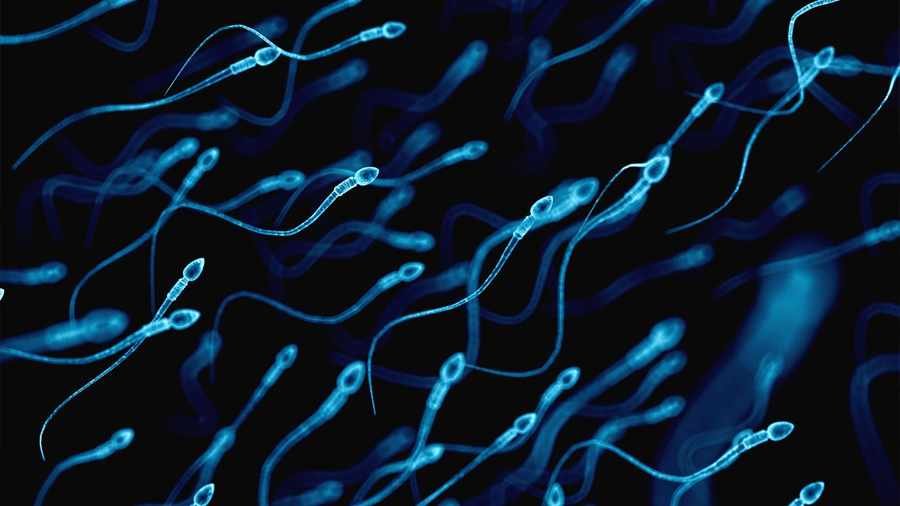 Arroja estudio que la contaminación altera el tamaño y calidad de espermatozoides