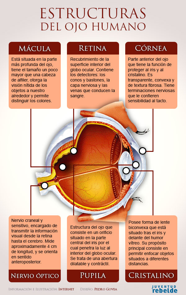 Estructuras del ojo humano
