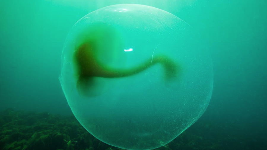 Misteriosas esferas de gel de un metro de ancho son descubiertas en la costa de Noruega
