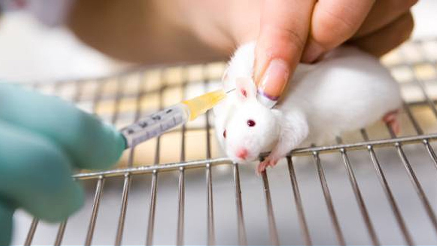 Un simple antibiótico frena en ratones un cáncer que mata a 800.000 personas al año
