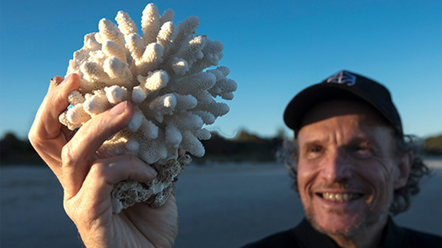 El sexo de los corales, por primera vez científicos logran descubrir su crecimiento