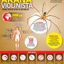 Araña violinista, cómo actuar ante su picadura