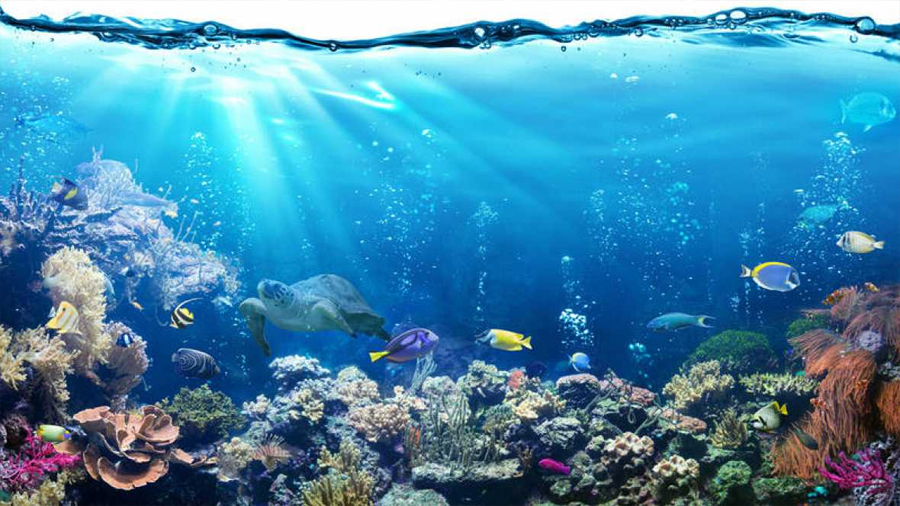La cantidad de carbono que absorbe el mar es entre un 30% y 60% mayor de lo que se creía