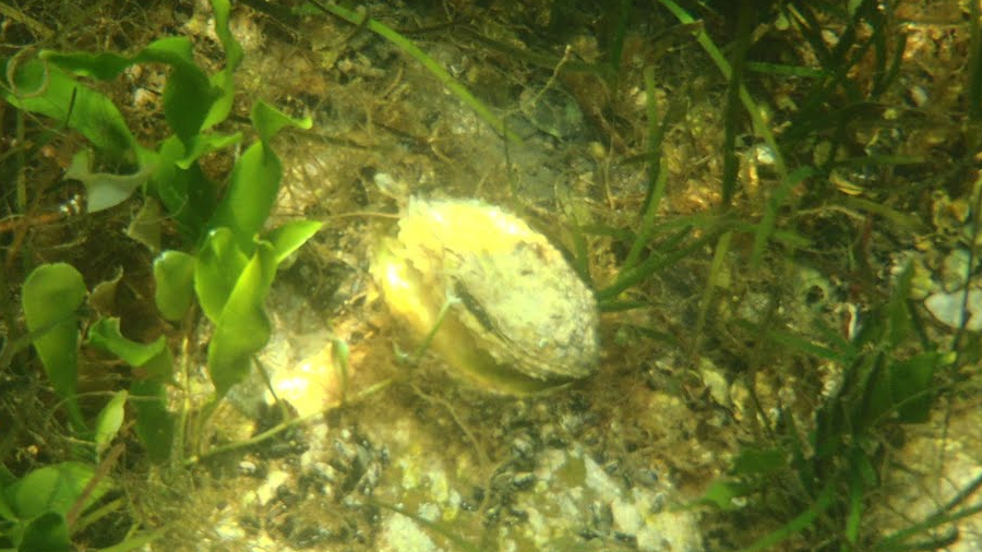 Las ostras no tienen orejas, pero son sensibles al ruido submarino