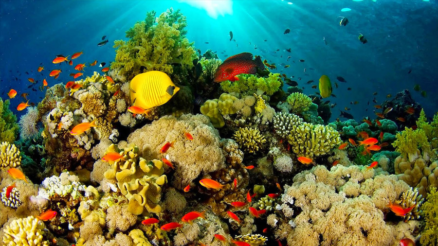 Trasplante de coral suscita esperanzas de salvar la Gran Barrera