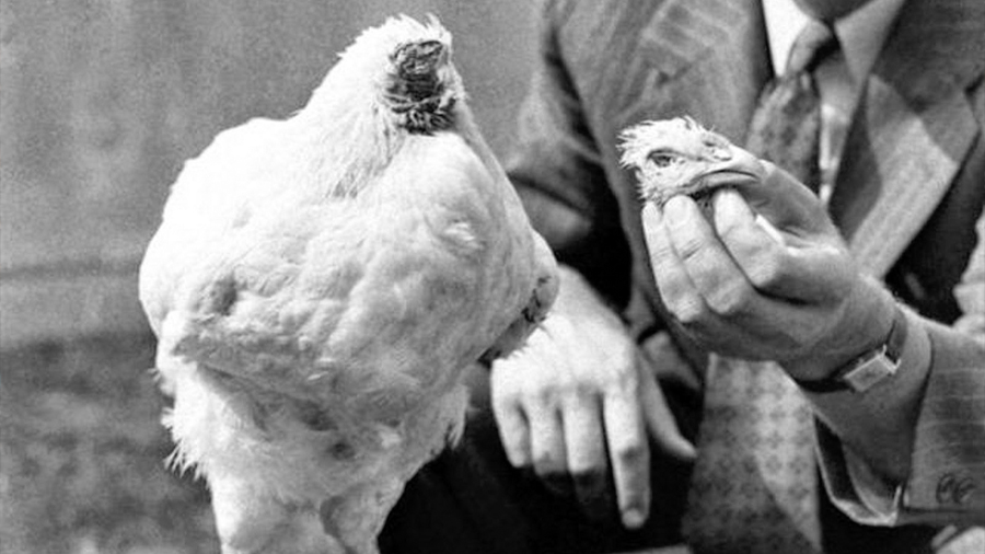 Qué dice la ciencia de la insólita historia de Mike, el pollo que vivió un año y medio sin cabeza