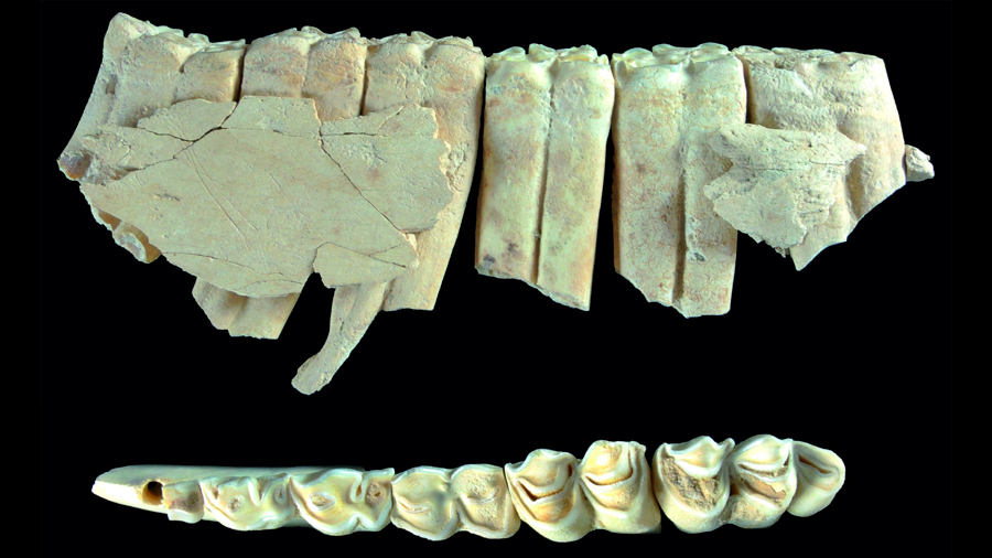 Los neandertales del Abric Romaní aplicaban complejas tácticas de cacería