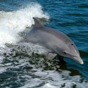 La alimentación humana no sostenible amenaza cultivos silvestres y delfines