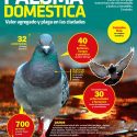 Paloma doméstica