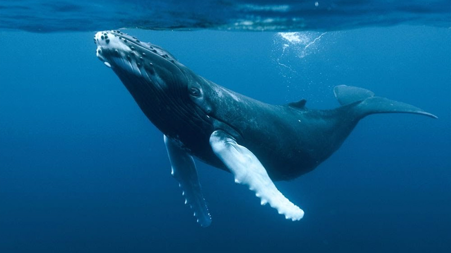 "Estremecedor y virtuoso despliegue musical": el biólogo que descubrió el canto de las ballenas